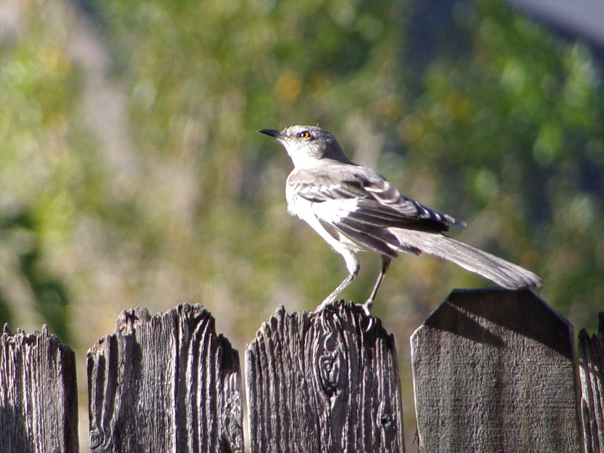 Northern Mockingbird - ML642993602
