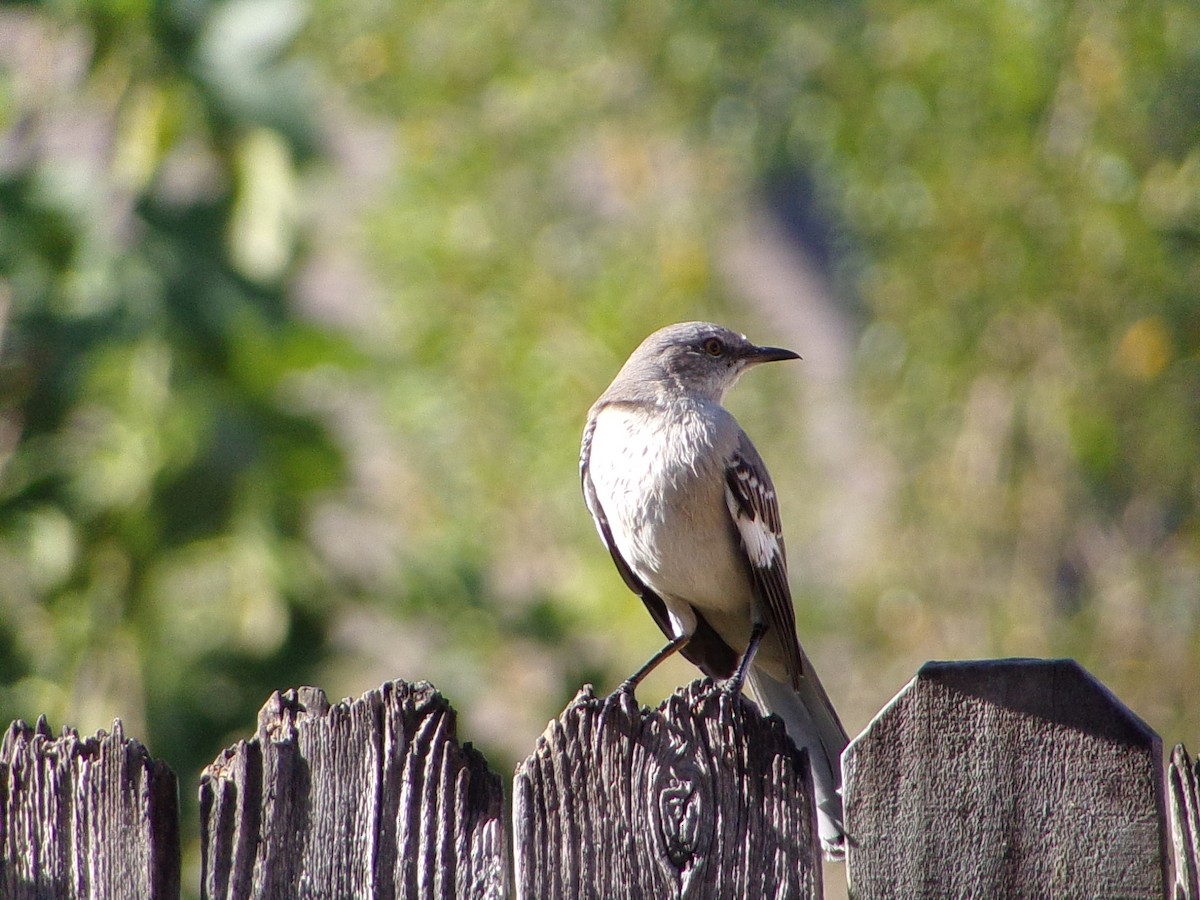 Northern Mockingbird - ML642993604