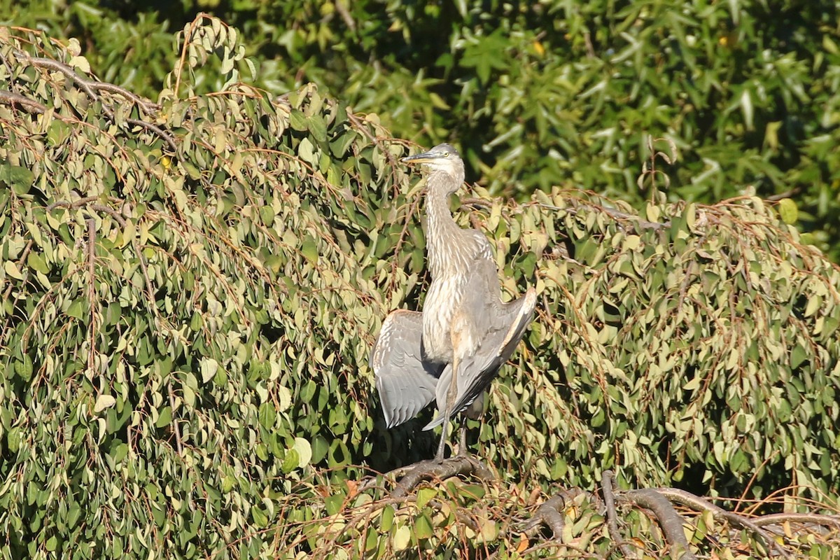 Great Blue Heron - ML642993605