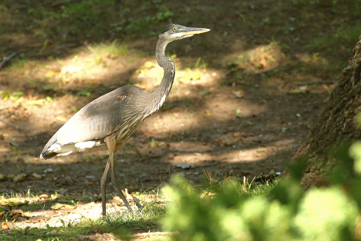 Great Blue Heron - ML642993606