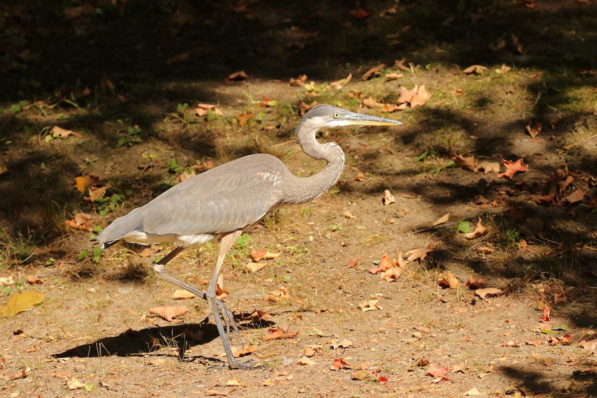 Great Blue Heron - ML642993607