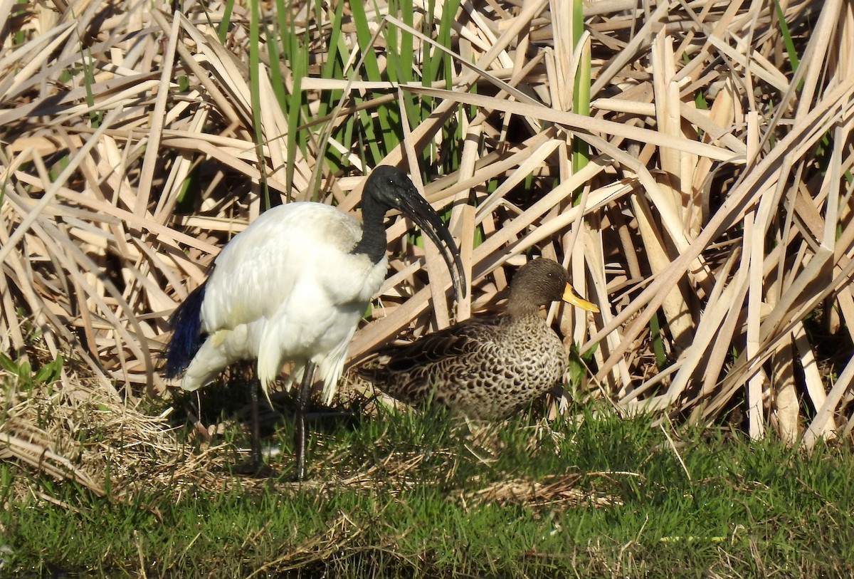 キバシガモ - ML642993617