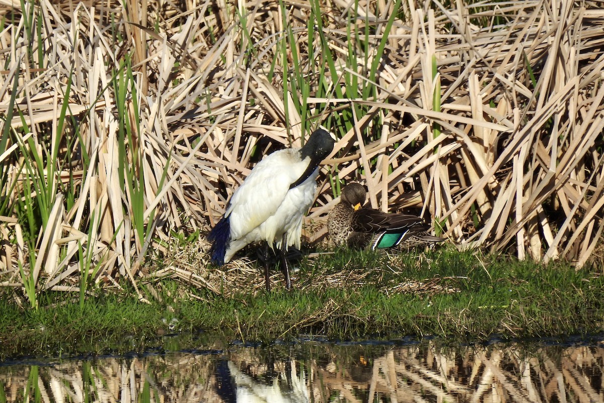 キバシガモ - ML642993618