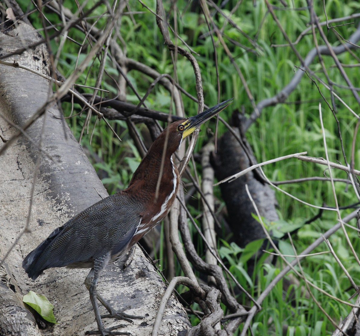 Rufescent Tiger-Heron - ML642993620