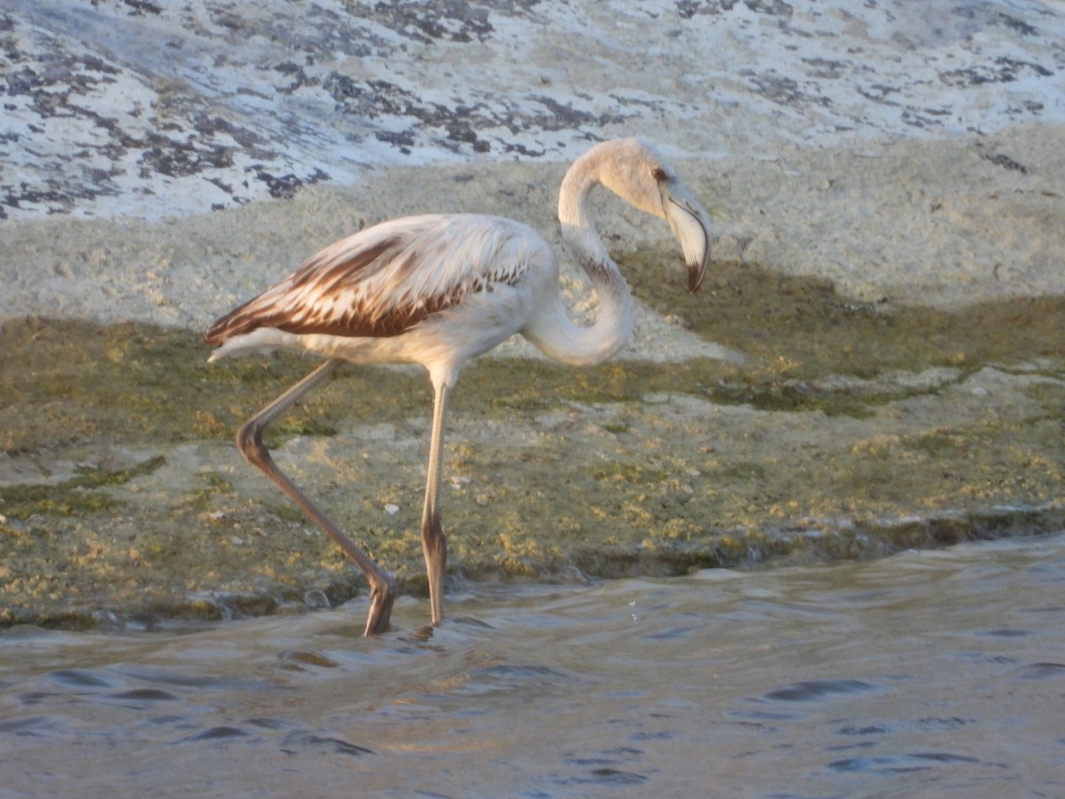 Greater Flamingo - ML642993632