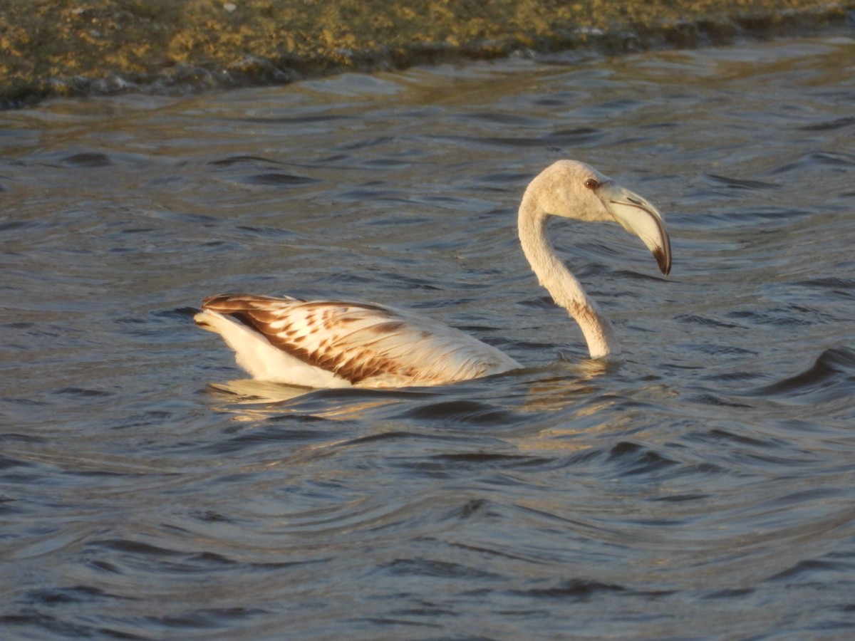 Greater Flamingo - ML642993633