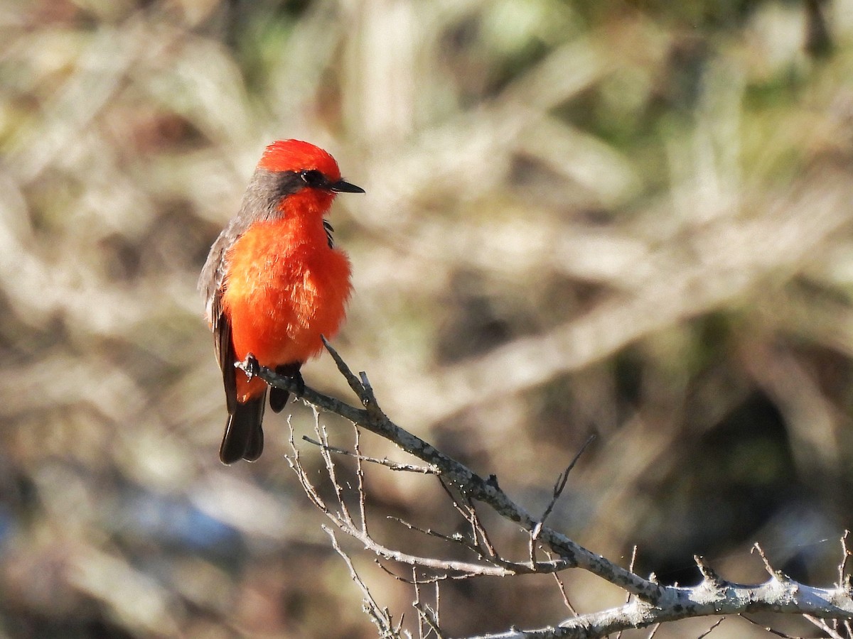 Vermilion Flycatcher - ML642993653