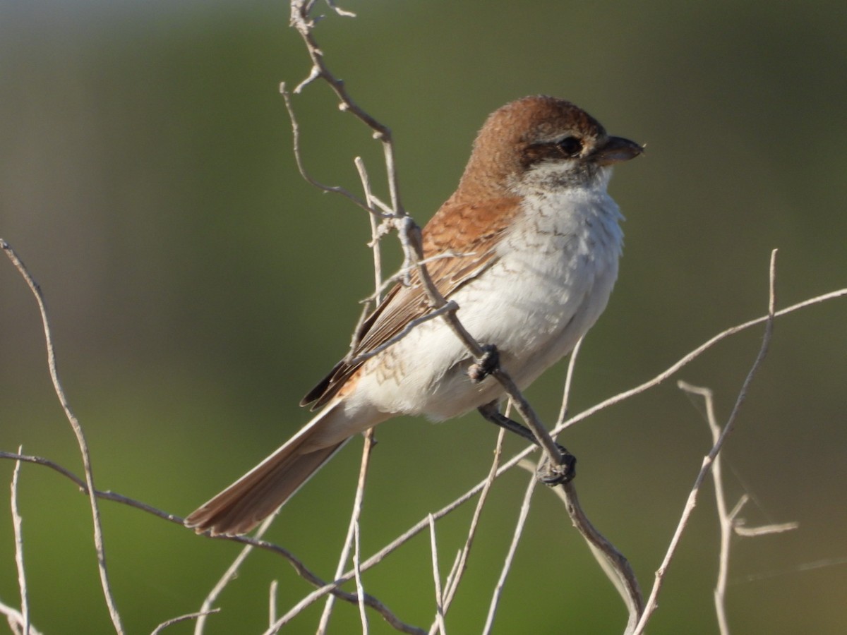 Red-backed Shrike - ML642993685