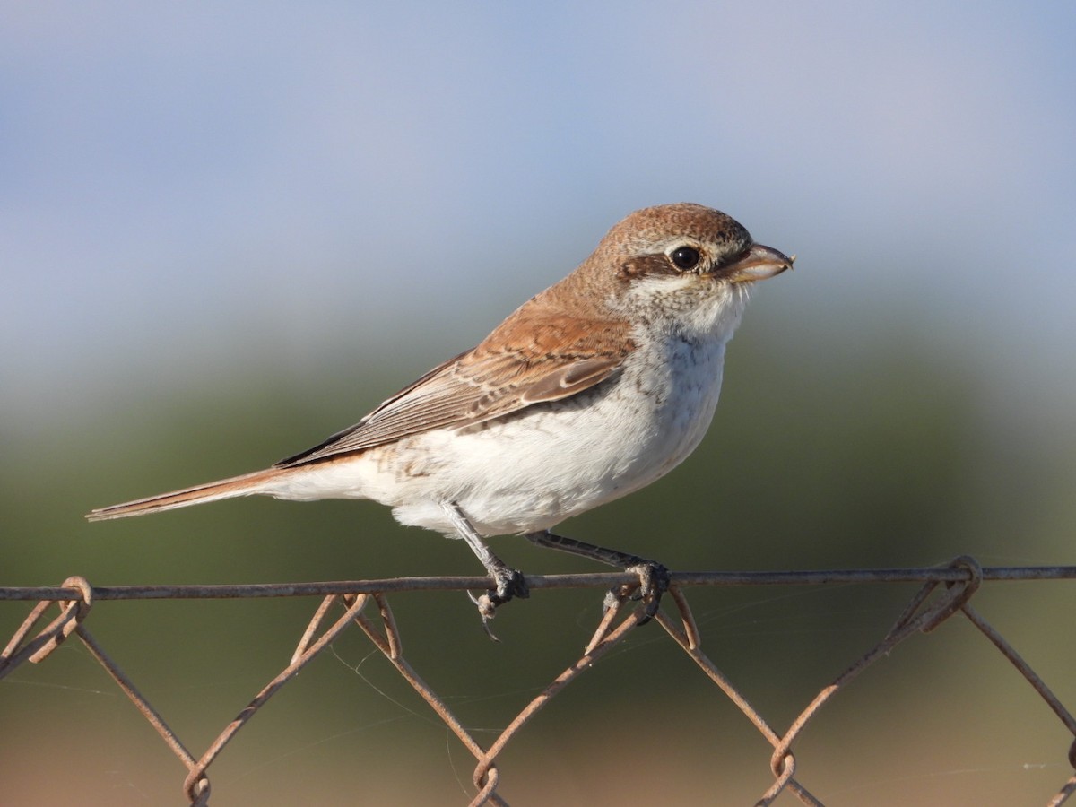 Red-backed Shrike - ML642993686