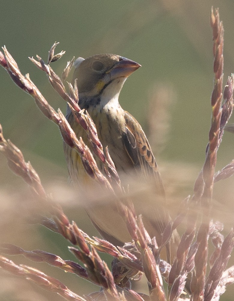 new world sparrow sp. - ML642993708