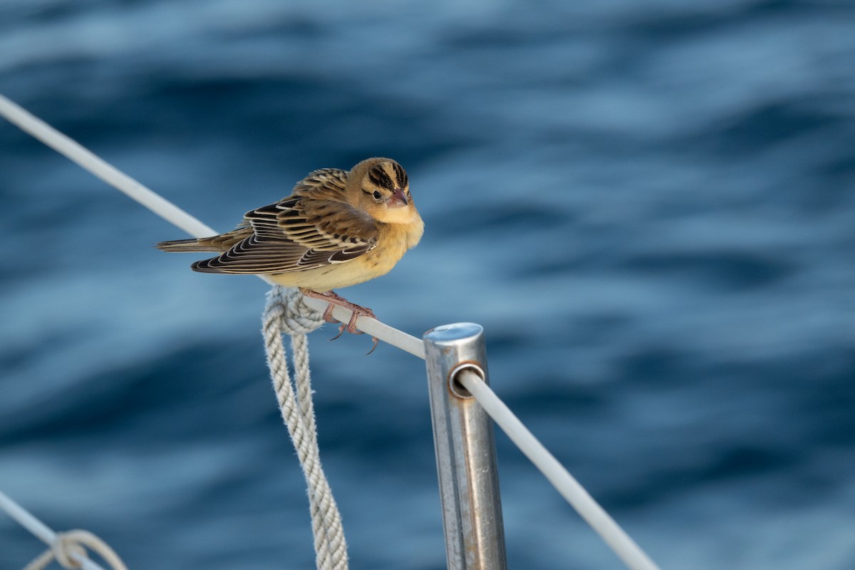 Bobolink - ML642993711