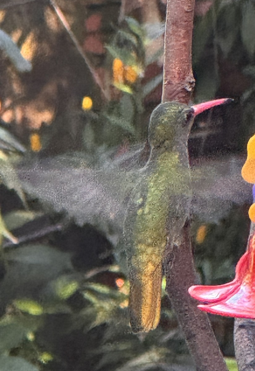 Gilded Hummingbird - ML642993713