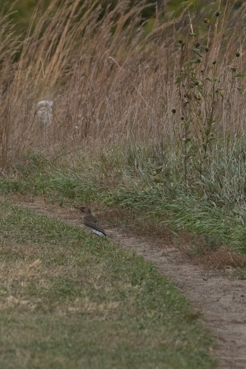 Northern Flicker - ML642993718