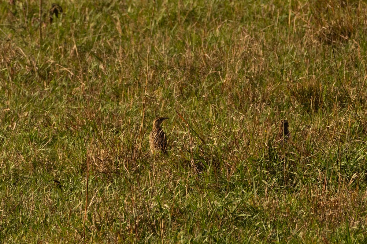 Eastern Meadowlark - ML642993723