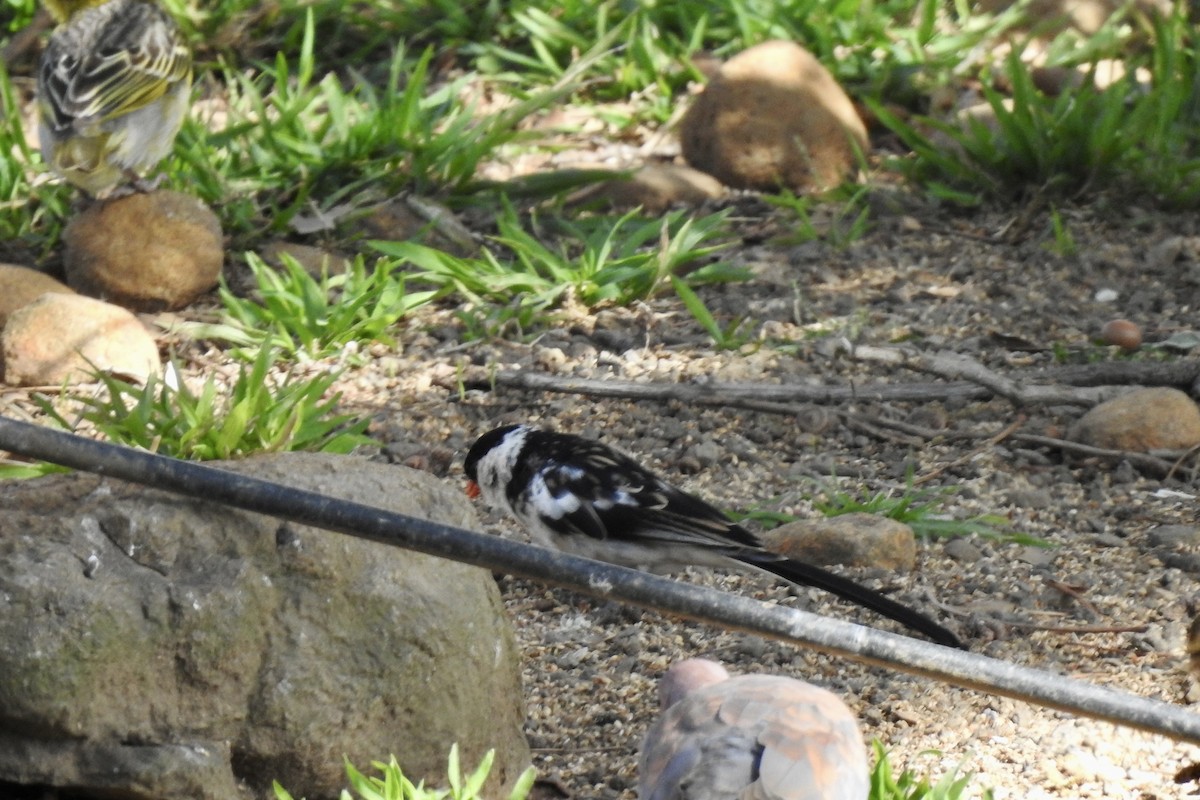 Pin-tailed Whydah - ML642993727