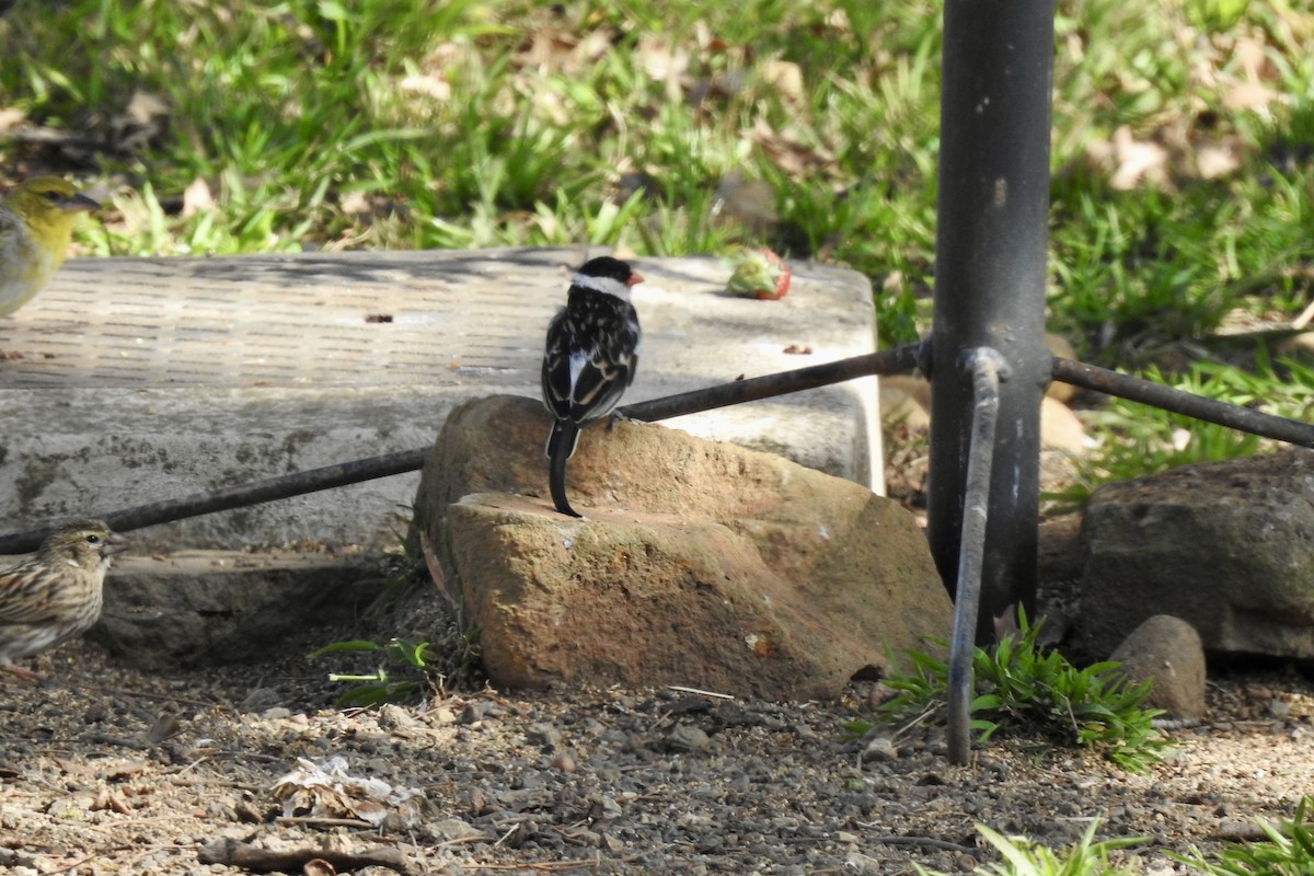 Pin-tailed Whydah - ML642993728