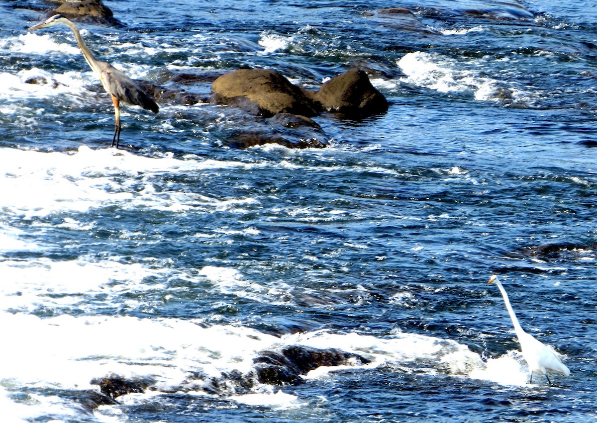 Great Blue Heron - ML642993746