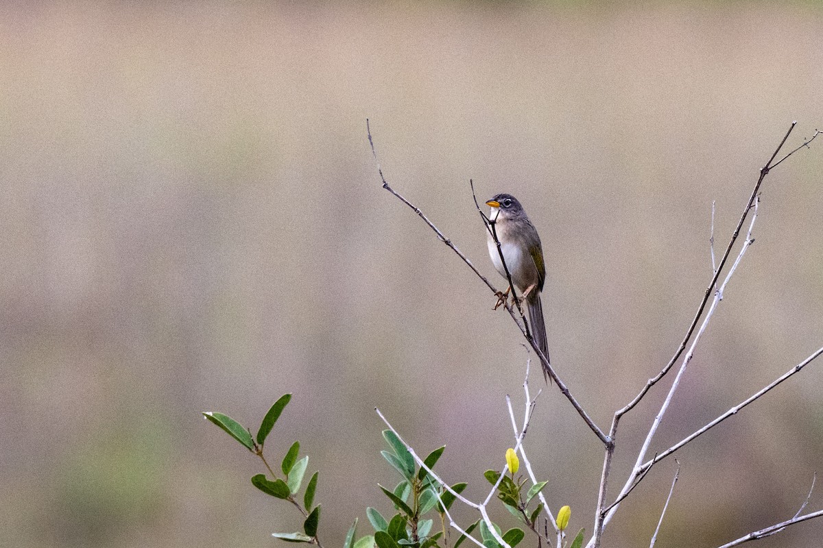 Wedge-tailed Grass-Finch - ML642993751