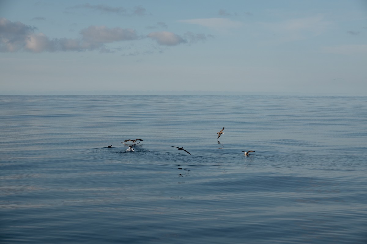 Cory's Shearwater - ML642993760