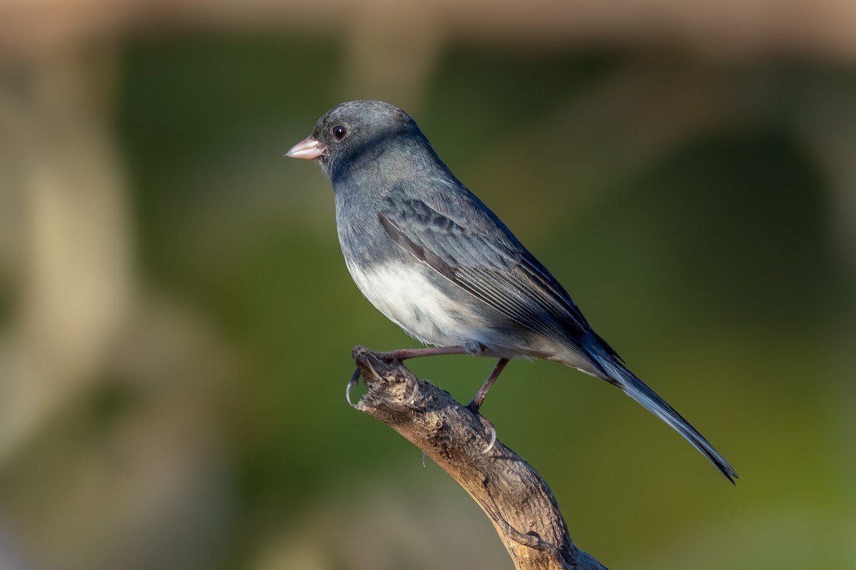 Dark-eyed Junco - ML642993766