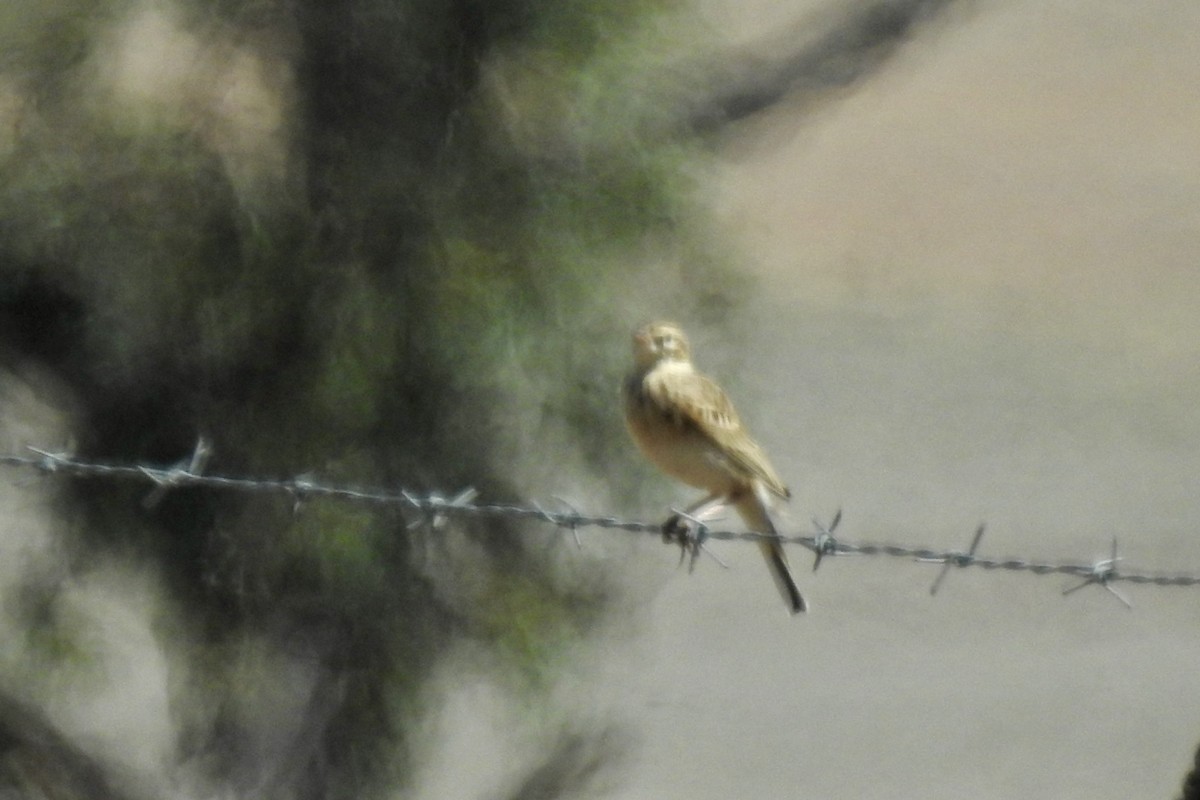 アフリカマミジロタヒバリ - ML642993770