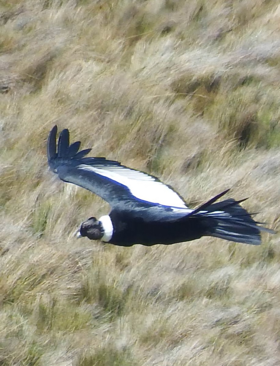 Condor des Andes - ML642993810