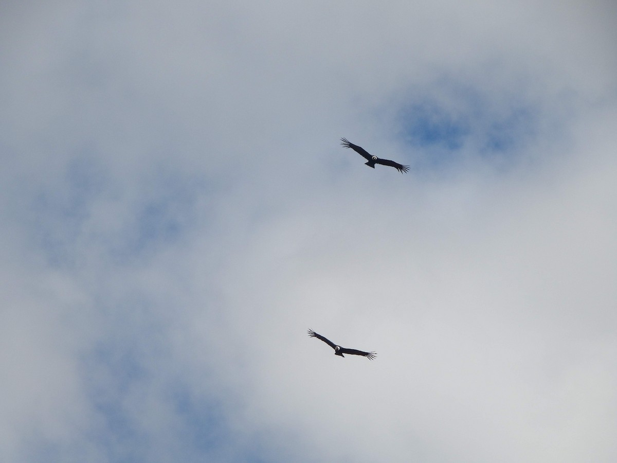 Condor des Andes - ML642993811