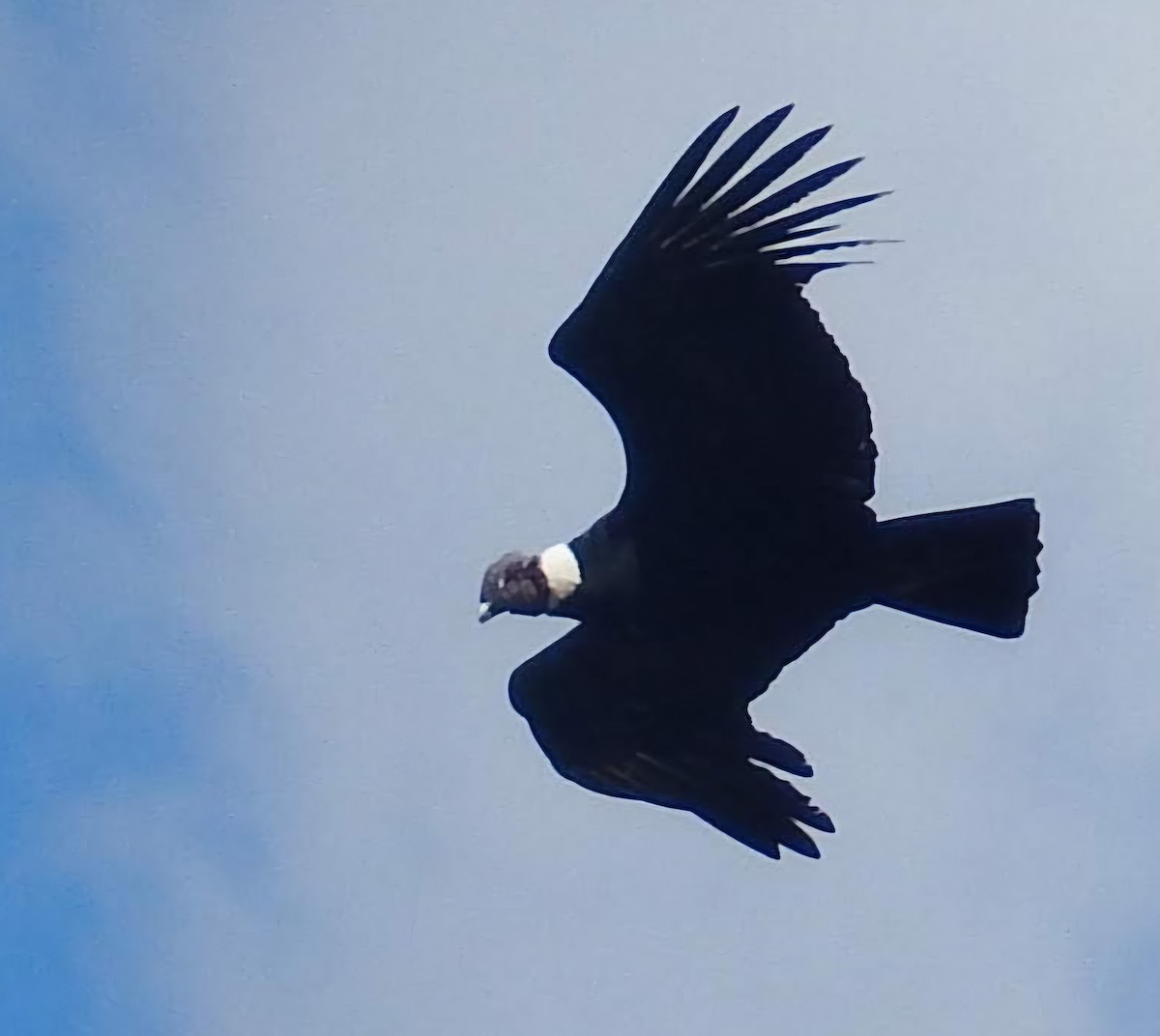 Condor des Andes - ML642993812