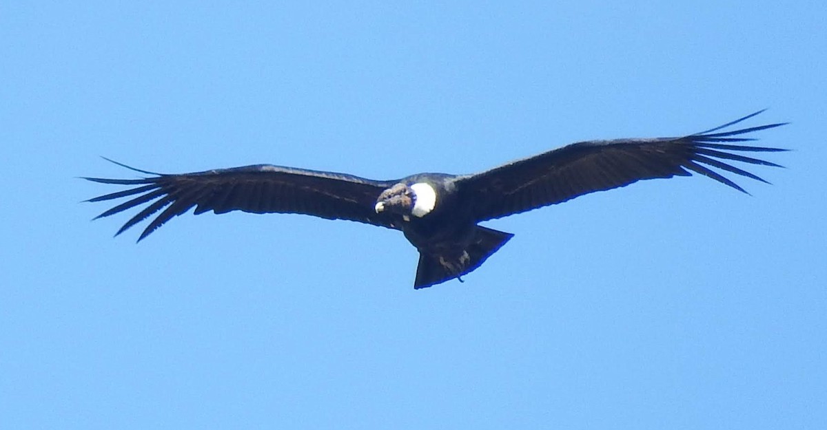 Condor des Andes - ML642993813