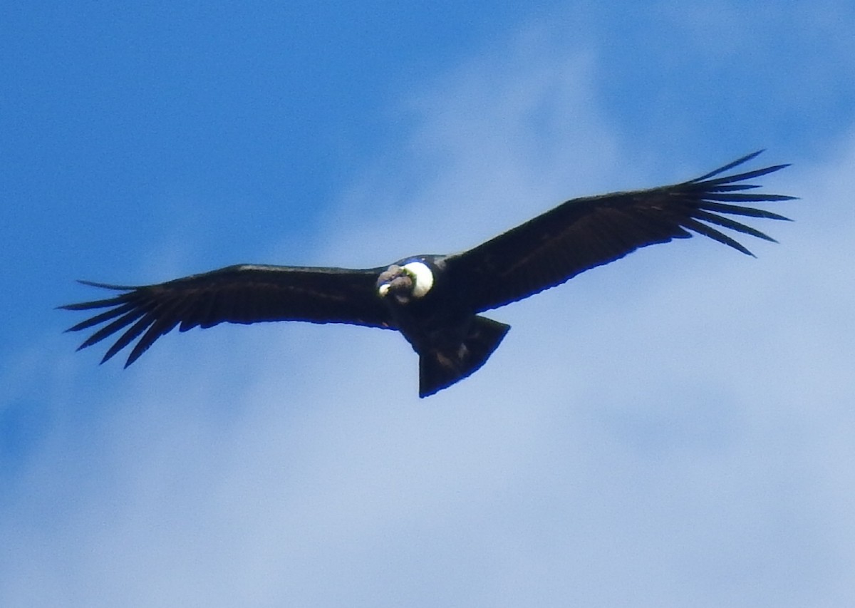 Condor des Andes - ML642993814
