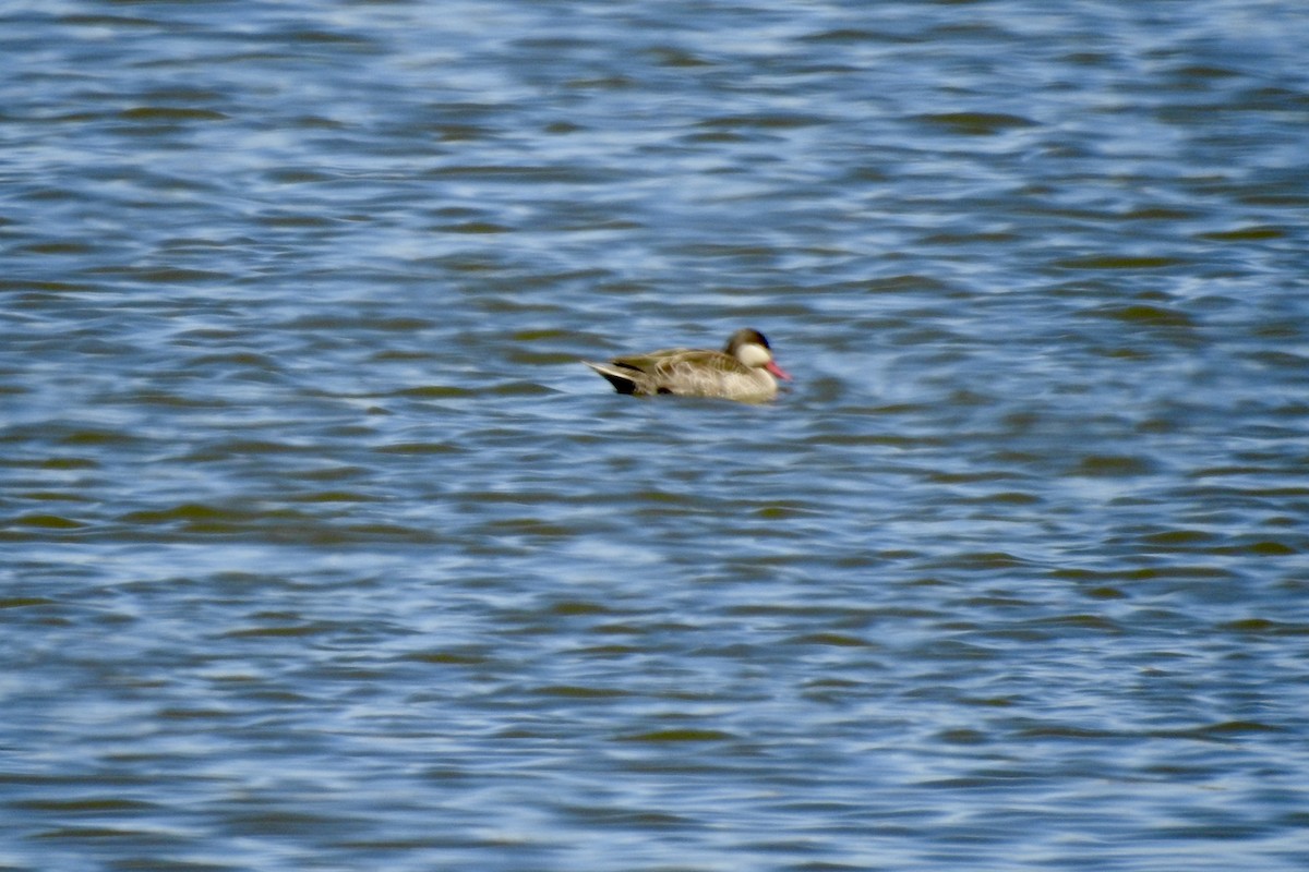 Red-billed Duck - ML642993817