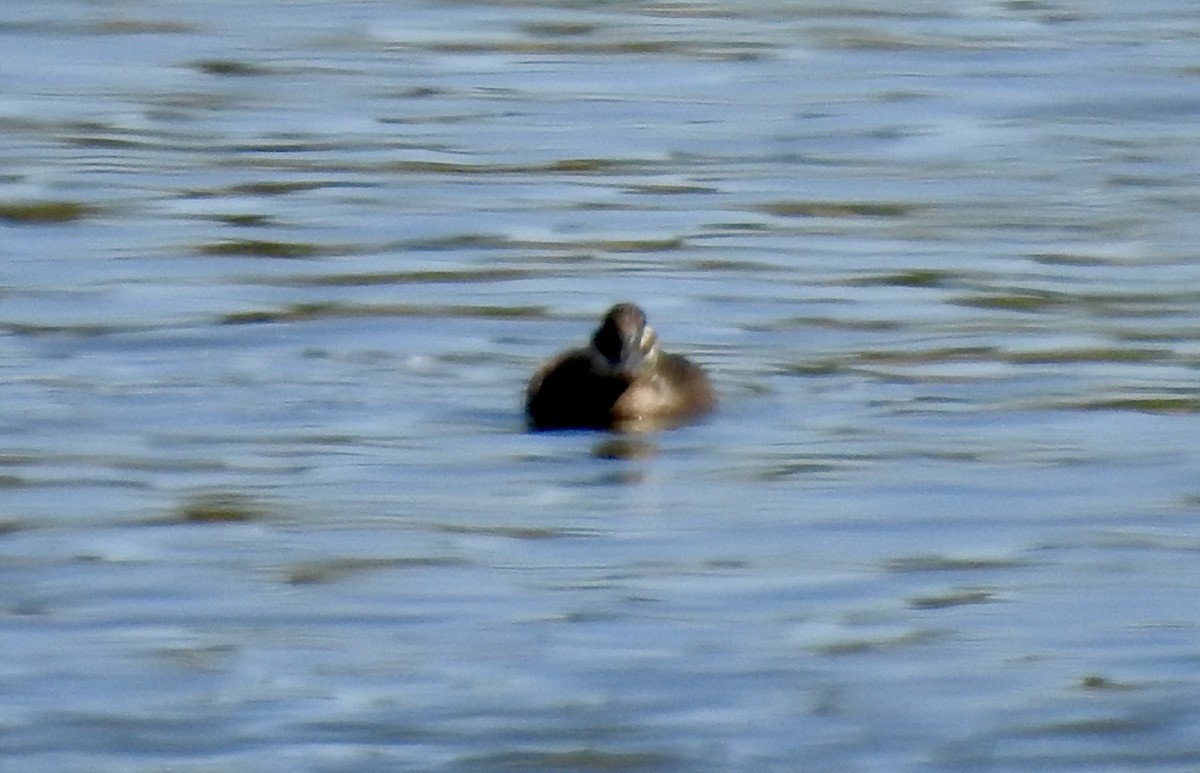 アフリカオタテガモ - ML642993829