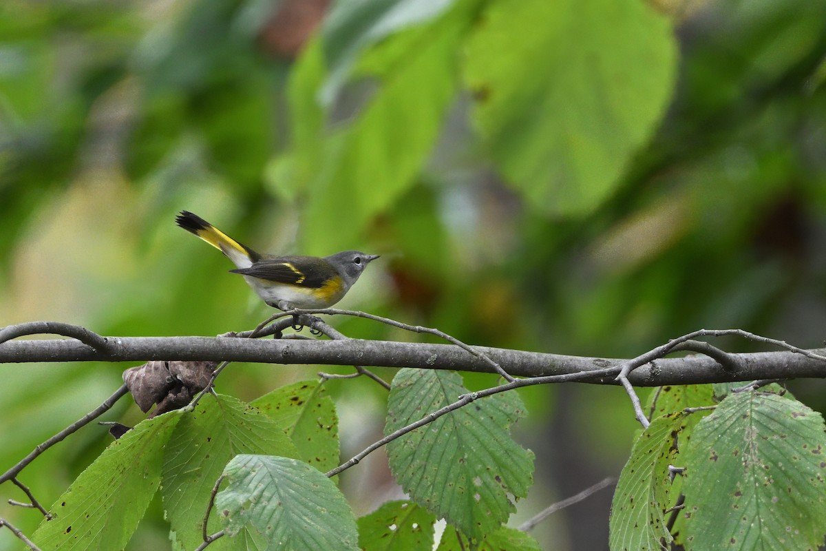 rødstjertparula - ML642993833