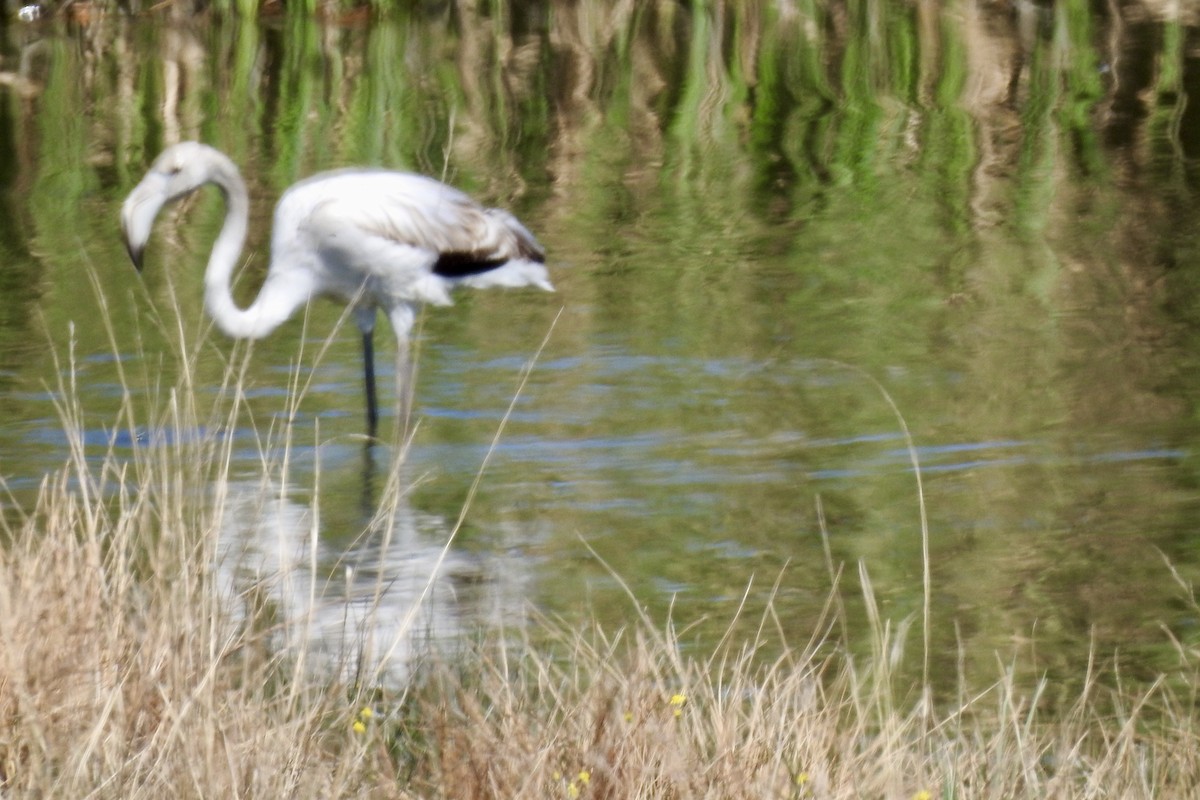 ヨーロッパフラミンゴ - ML642993853