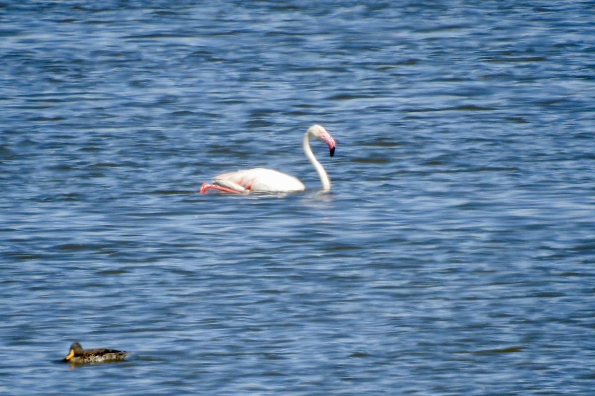 ヨーロッパフラミンゴ - ML642993854