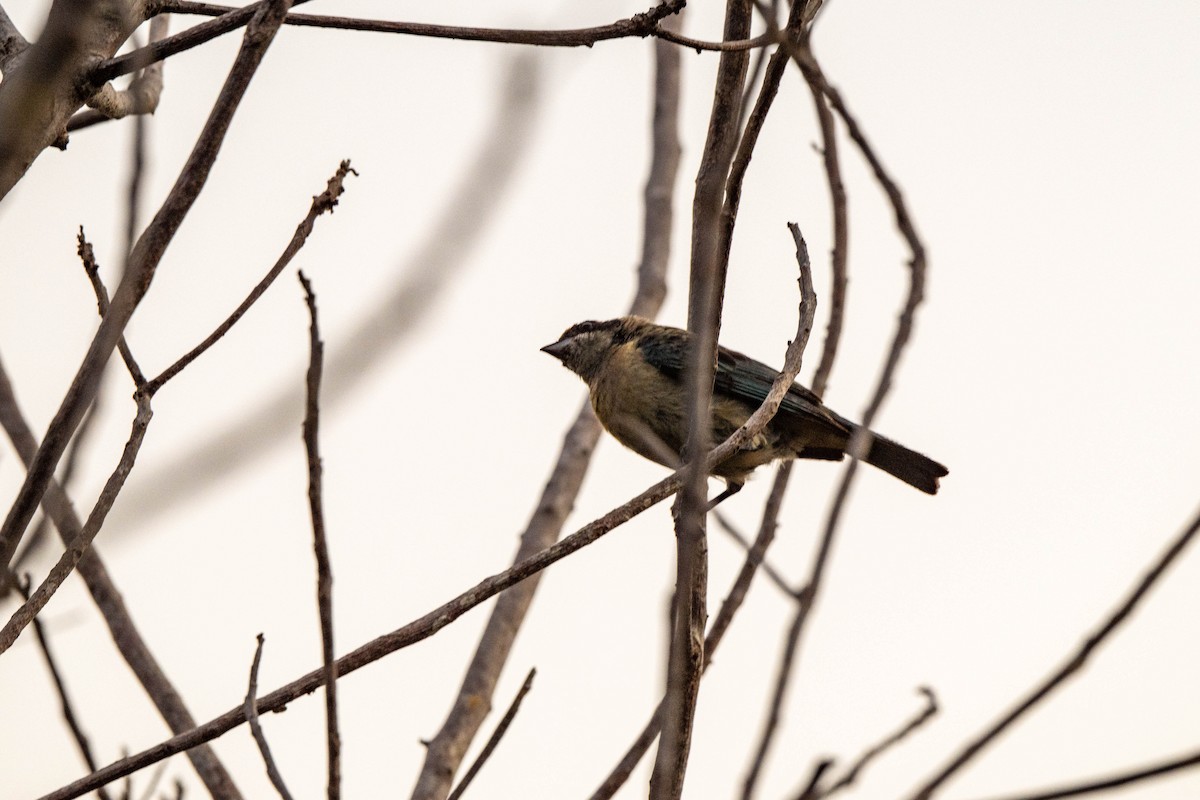 Burnished-buff Tanager - ML642993857