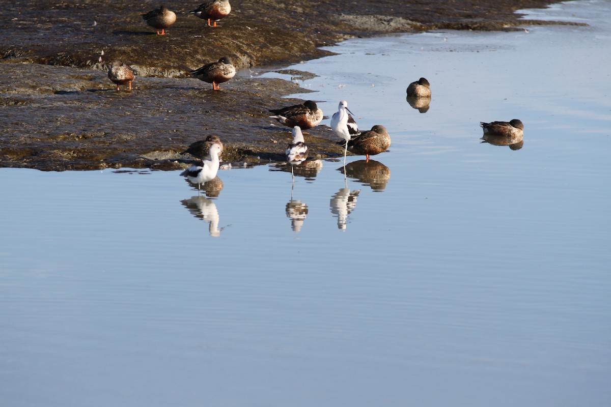 American Avocet - ML642993871
