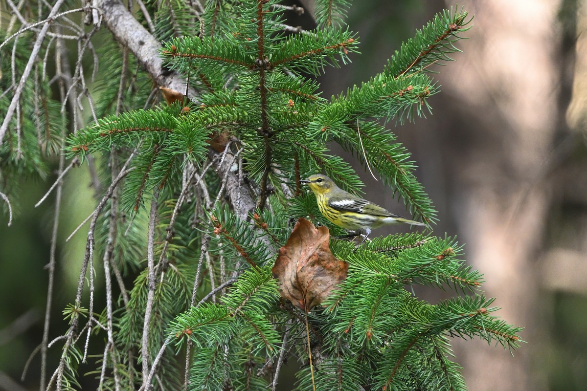 brunkinnparula - ML642993872