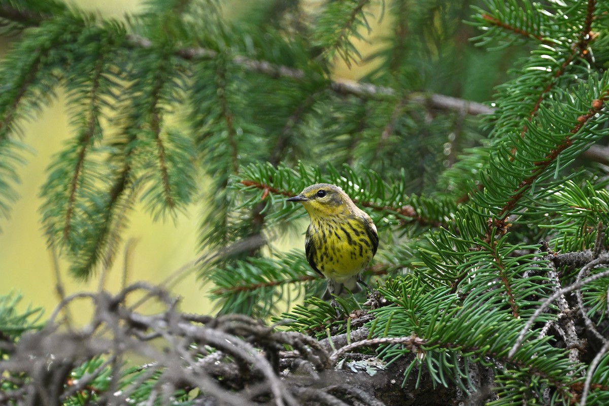 brunkinnparula - ML642993873
