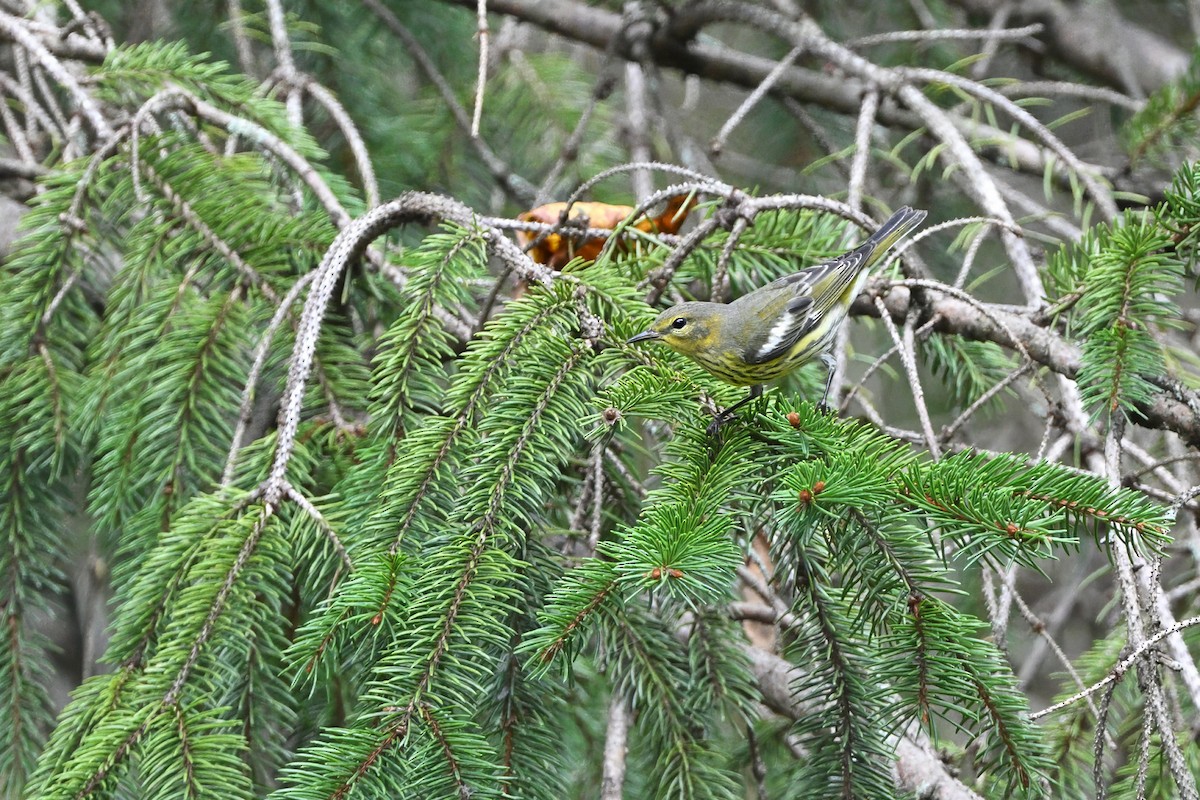 brunkinnparula - ML642993874