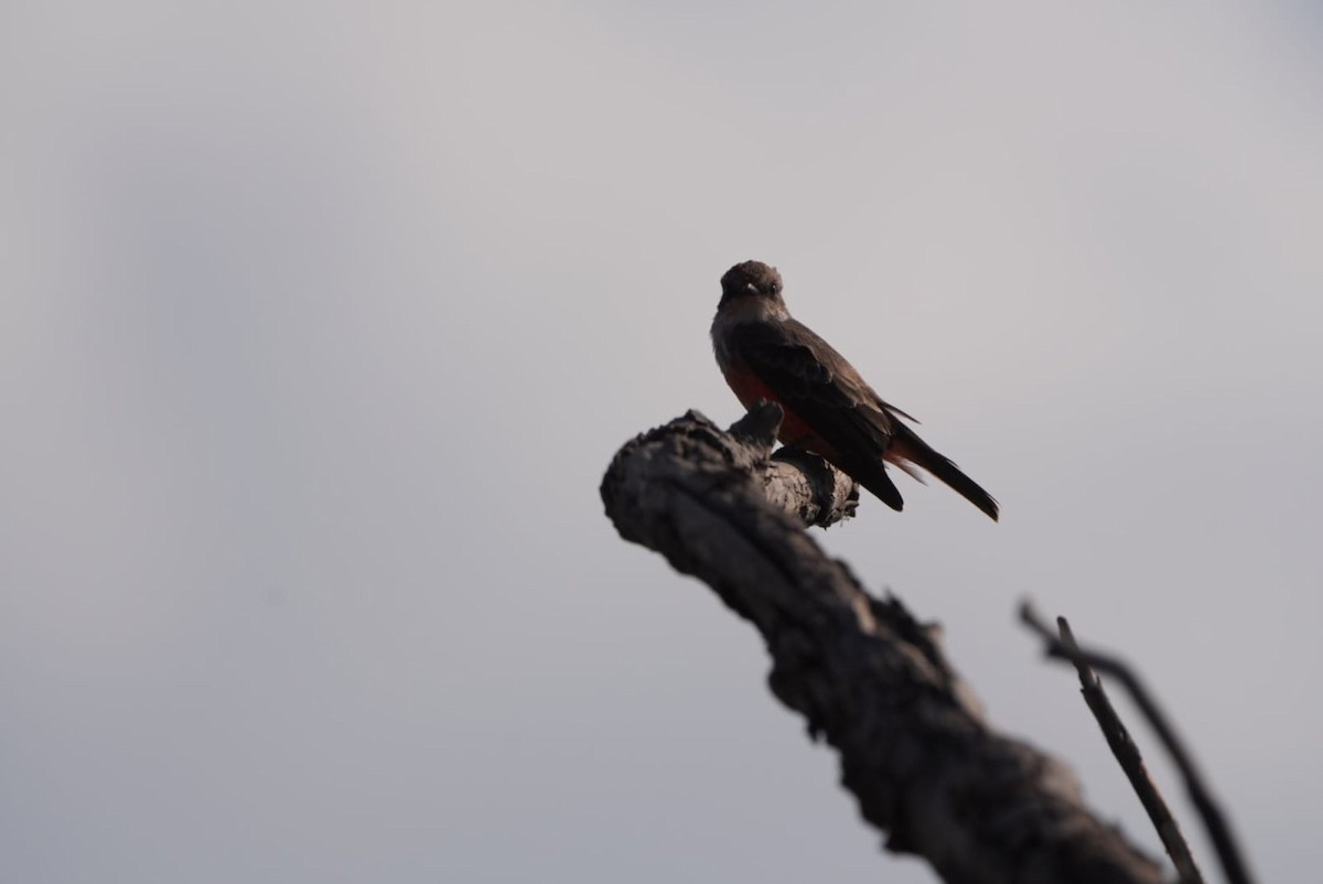 Vermilion Flycatcher - ML642993900