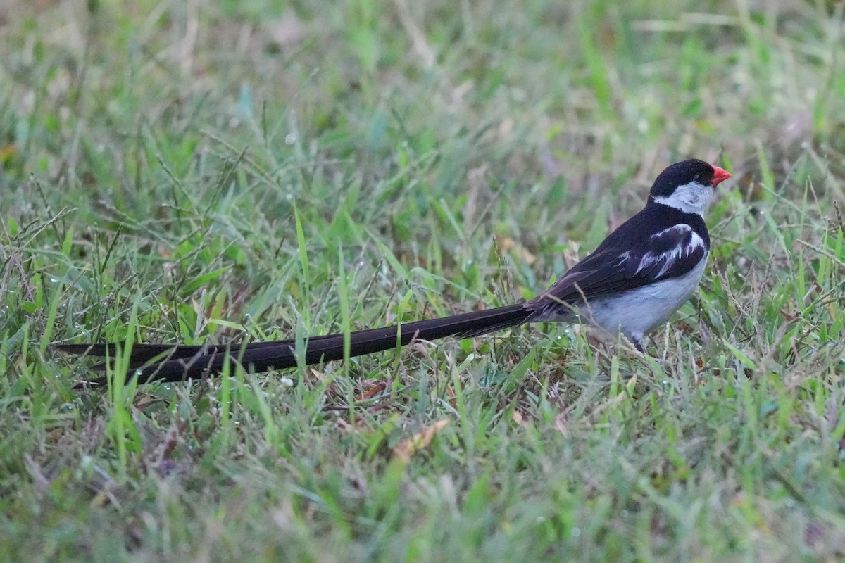 Pin-tailed Whydah - ML642993902