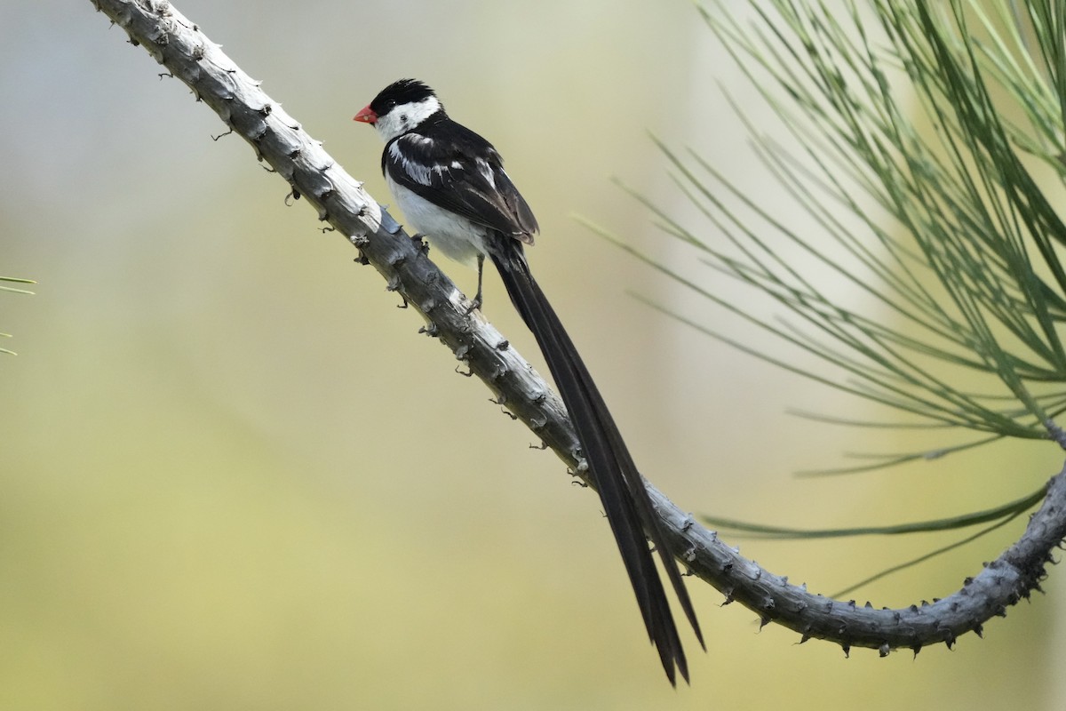 Pin-tailed Whydah - ML642993903