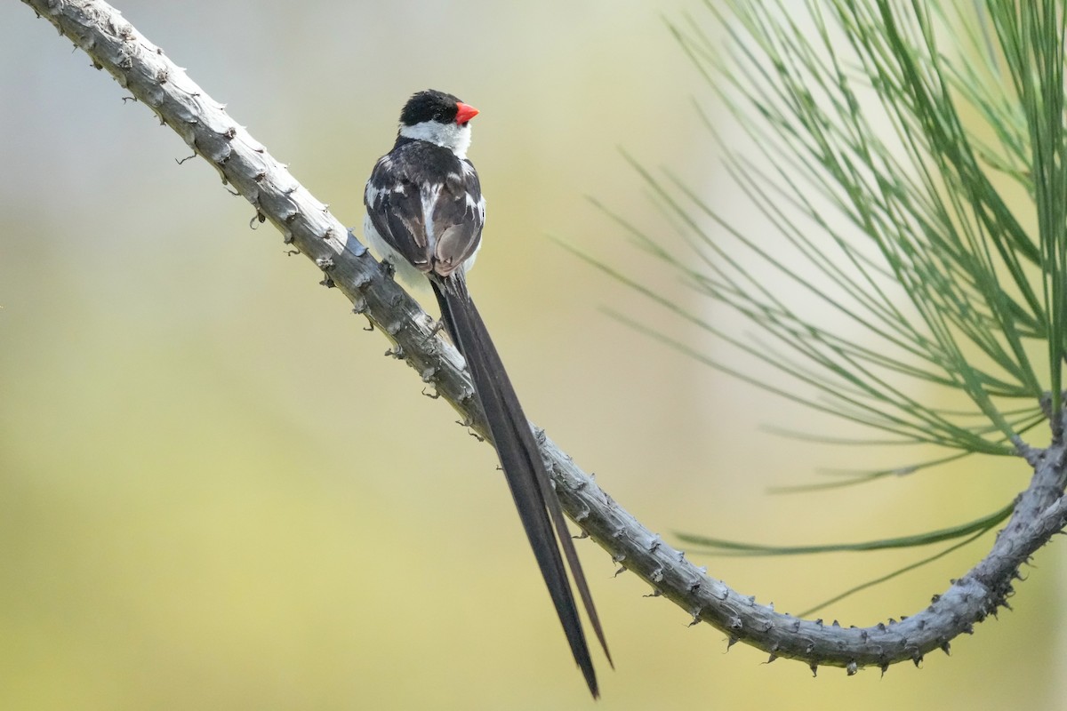 Pin-tailed Whydah - ML642993904