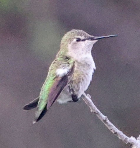 ørkenkolibri - ML642993906