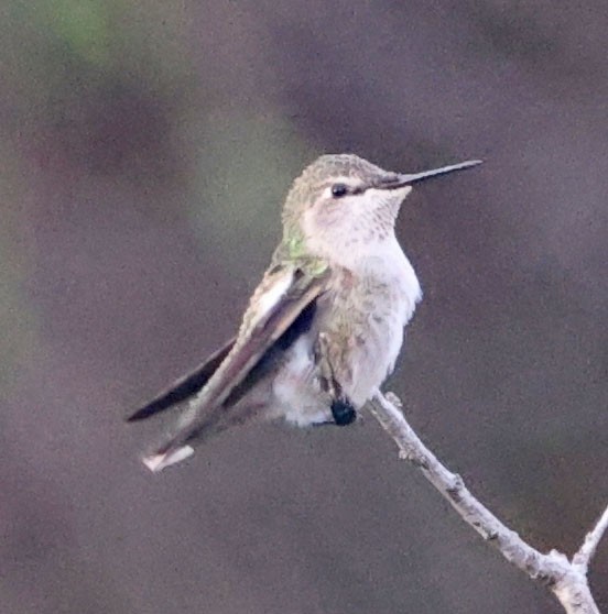 ørkenkolibri - ML642993907