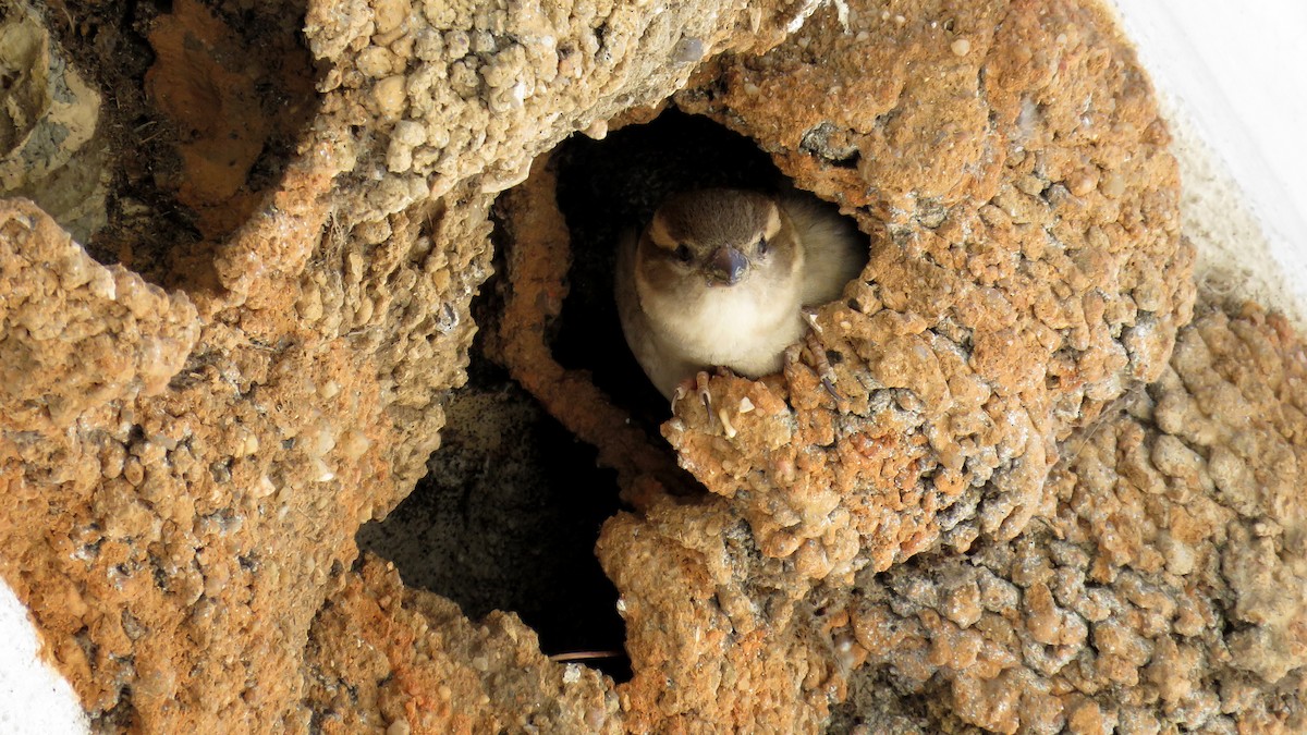 House Sparrow - ML642993909