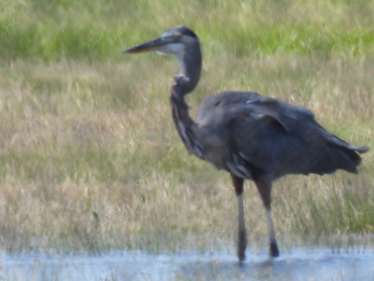 Great Blue Heron - ML642993927