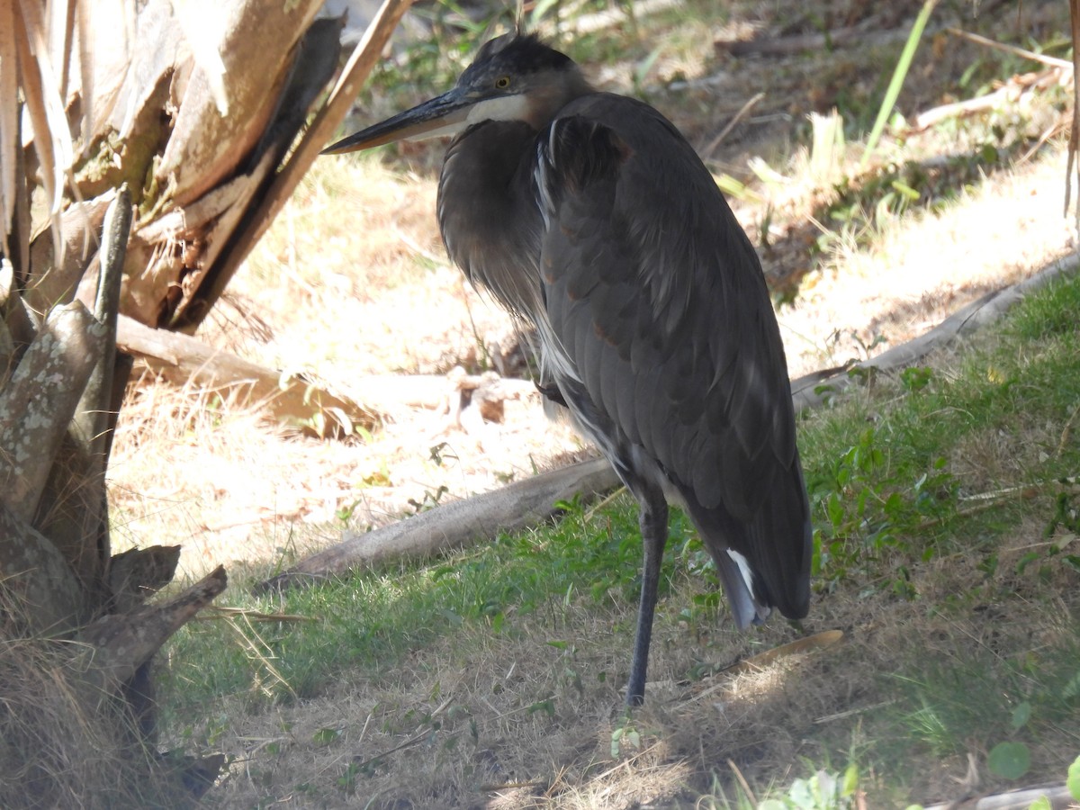 Great Blue Heron - ML642993945