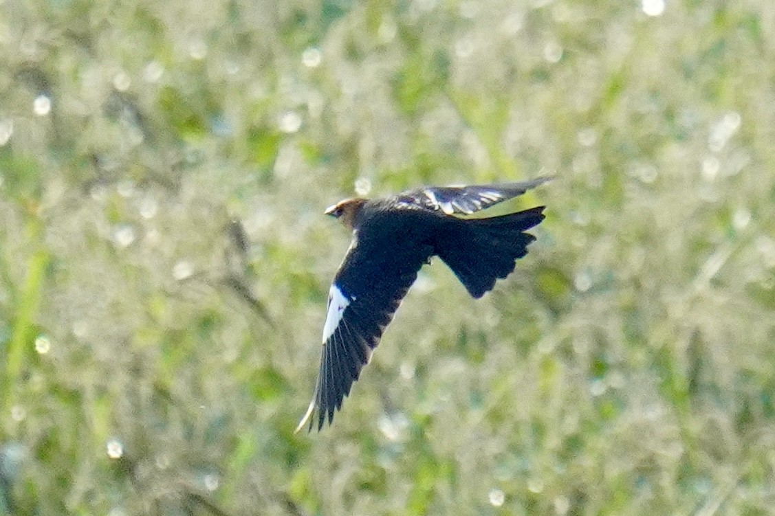 Yellow-headed Blackbird - ML642994000